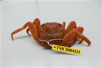 藏品(細紋方蟹)的圖片